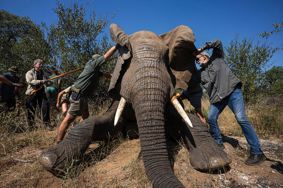 Operation Frozen Dumbo helps elephants survive - CSMonitor.com